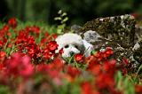 BICHON FRISE 542